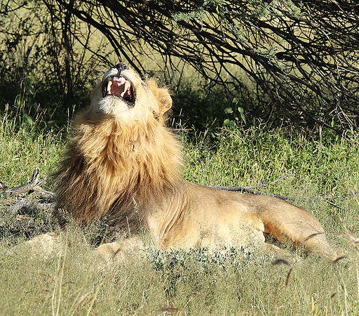 Ongava Game Reserve