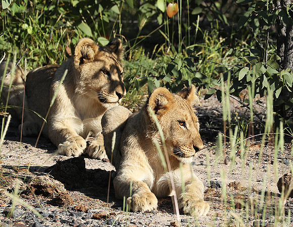 Ongava Game Reserve