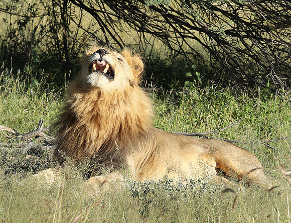 Ongava Game Reserve