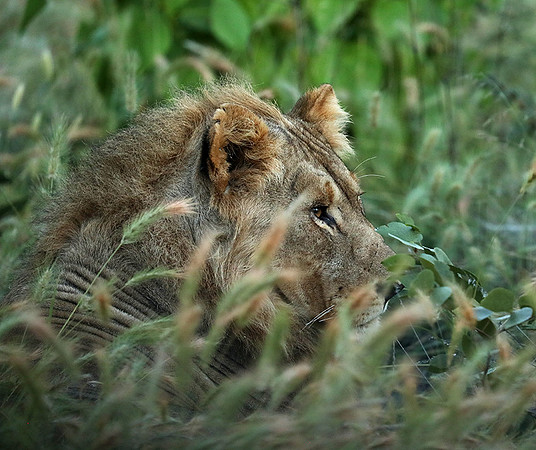 Ongava Game Reserve