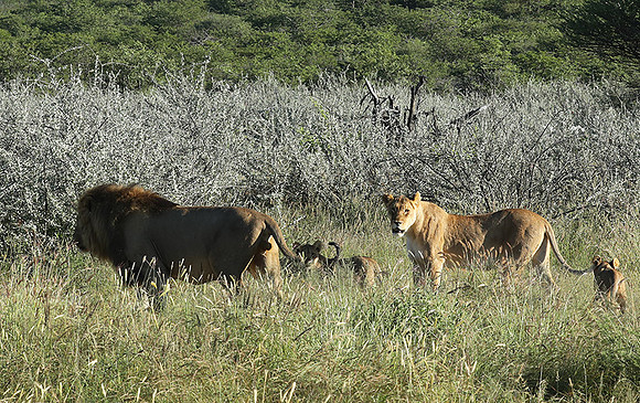 Ongava Game Reserve