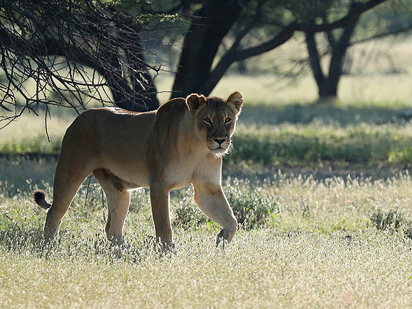 Ongava Game Reserve