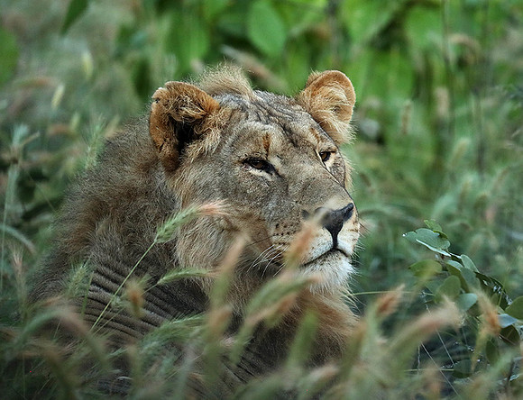 Ongava Game Reserve