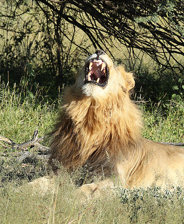Ongava Game Reserve
