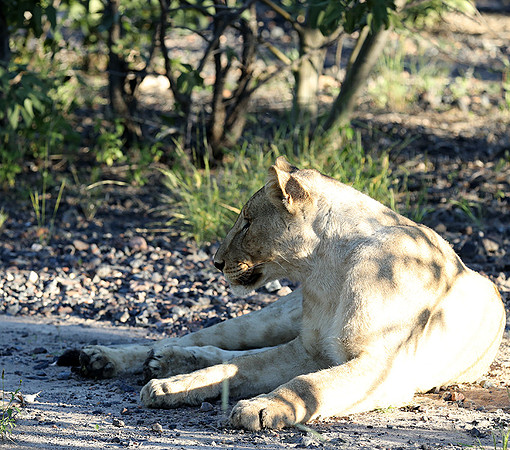 Ongava Game Reserve