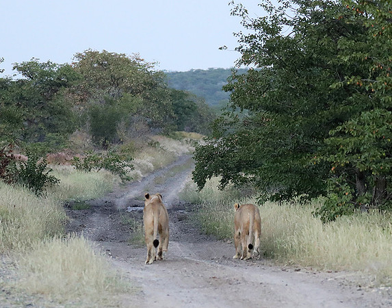 Ongava Game Reserve