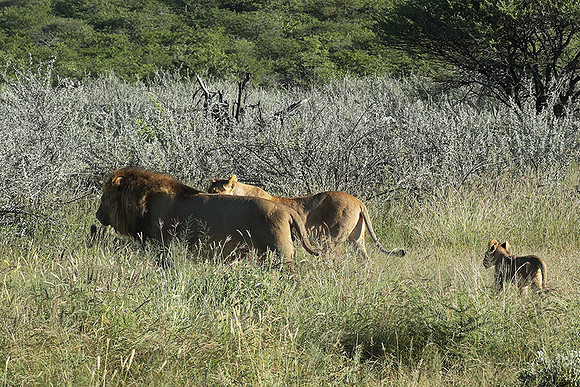 Ongava Game Reserve