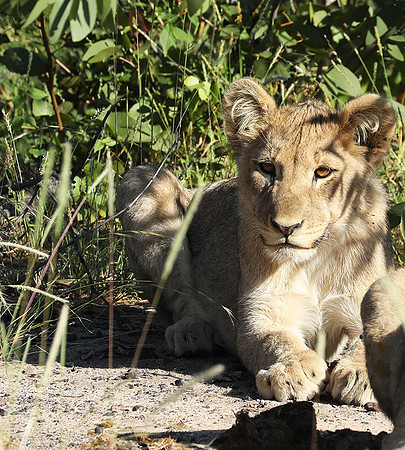 Ongava Game Reserve