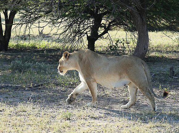 Ongava Game Reserve