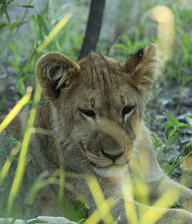 Ongava Game Reserve