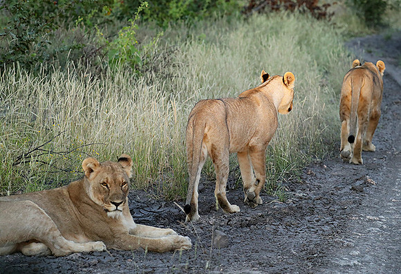 Ongava Game Reserve