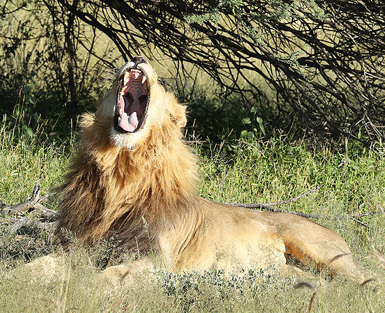 Ongava Game Reserve