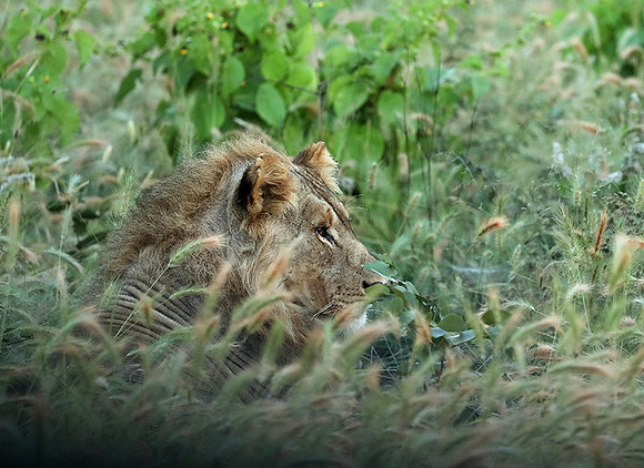 Ongava Game Reserve