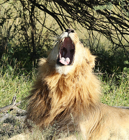 Ongava Game Reserve