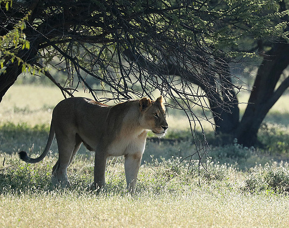 Ongava Game Reserve