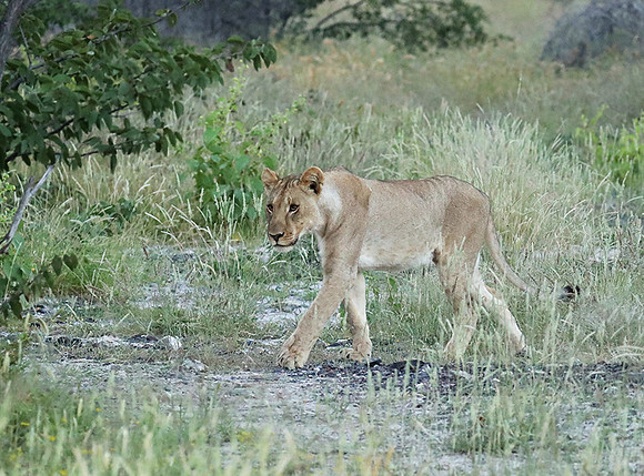 Ongava Game Reserve