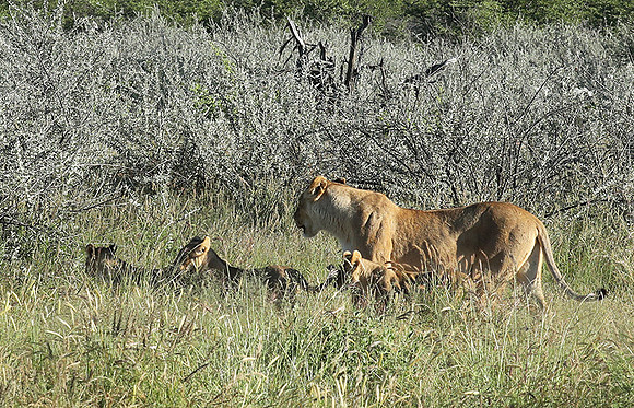 Ongava Game Reserve