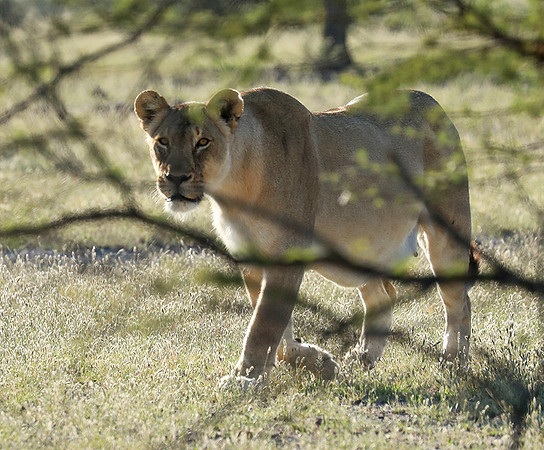 Ongava Game Reserve