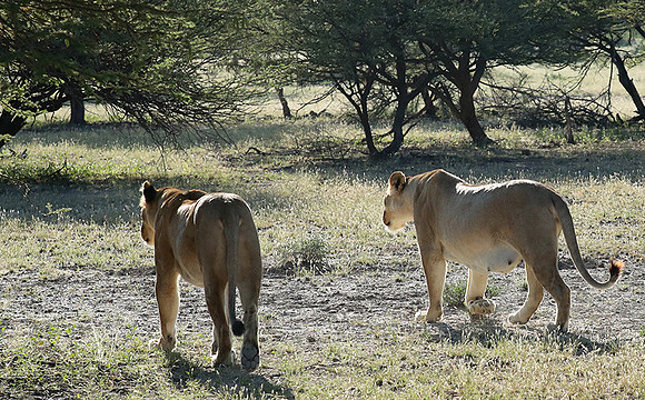 Ongava Game Reserve