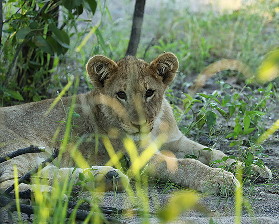 Ongava Game Reserve