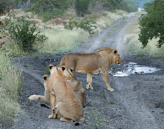 Ongava Game Reserve