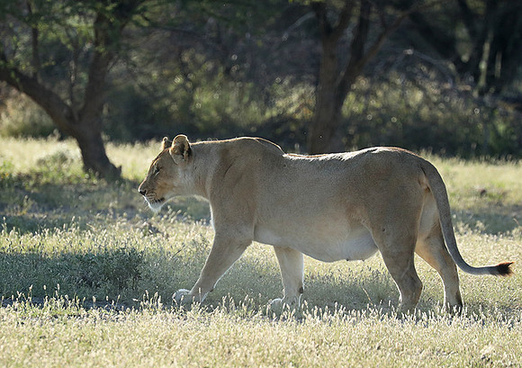 Ongava Game Reserve