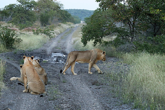 Ongava Game Reserve