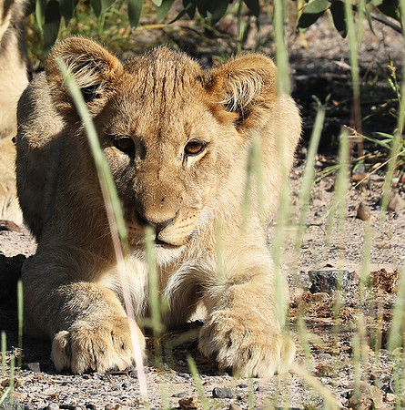 Ongava Game Reserve