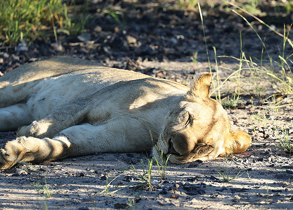 Ongava Game Reserve