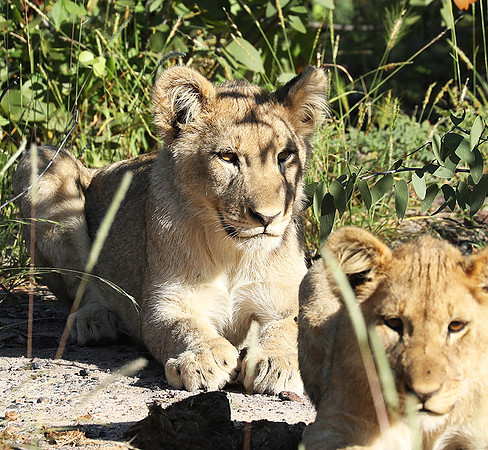 Ongava Game Reserve