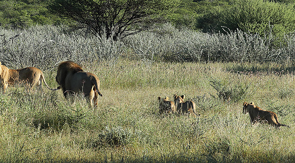 Ongava Game Reserve