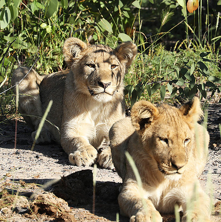 Ongava Game Reserve