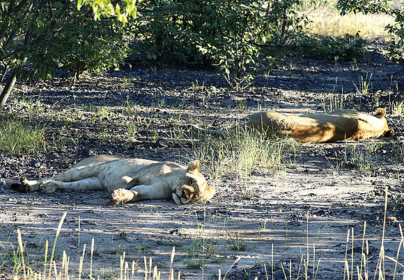 Ongava Game Reserve