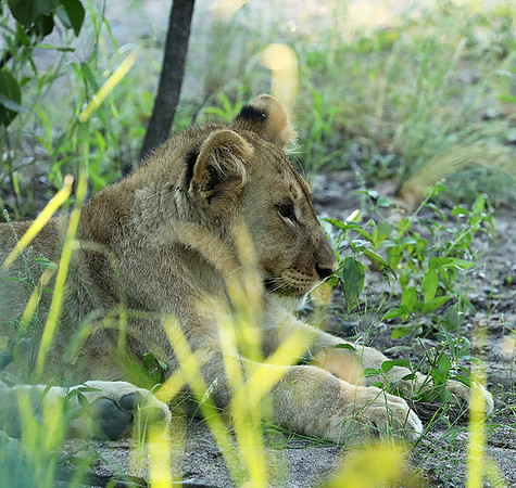 Ongava Game Reserve