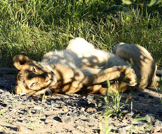 Ongava Game Reserve