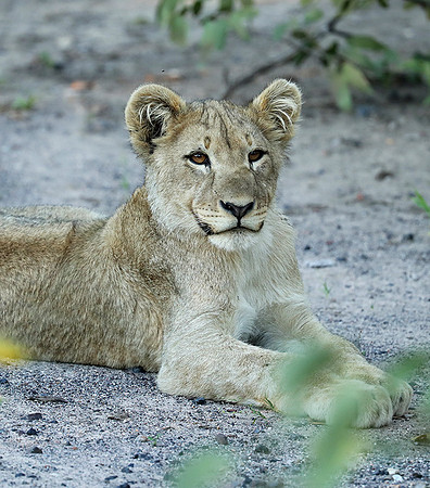 Ongava Game Reserve