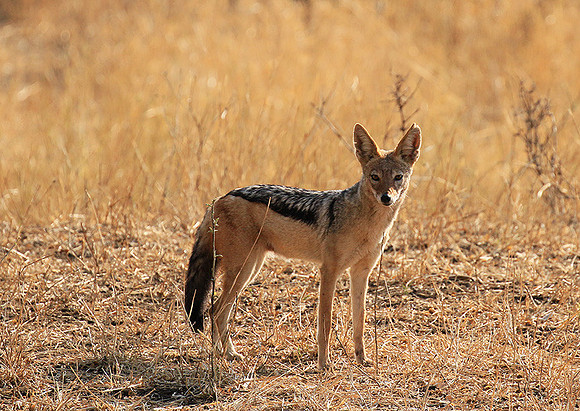 At Kruger NP