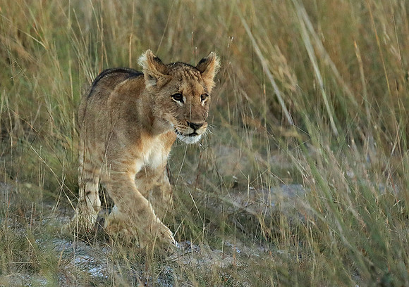 Liuwa Plain NP