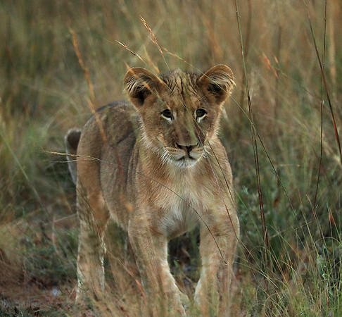 Liuwa Plain NP