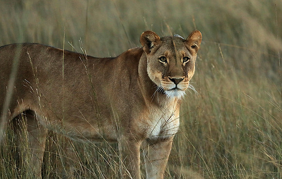 Liuwa Plain NP