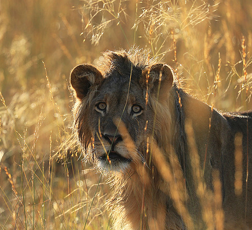 Liuwa Plain NP