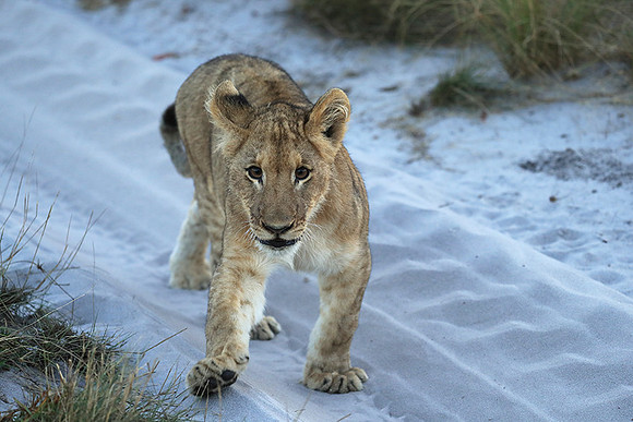 Liuwa Plain NP