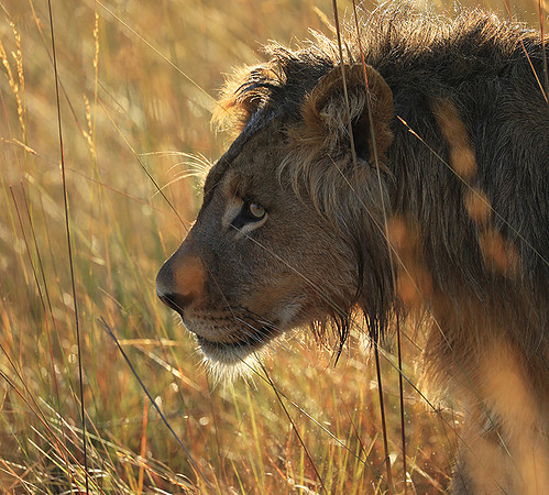 Liuwa Plain NP