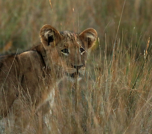 Liuwa Plain NP