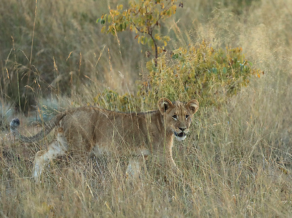Liuwa Plain NP