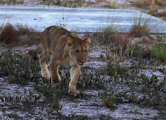 Liuwa Plain NP