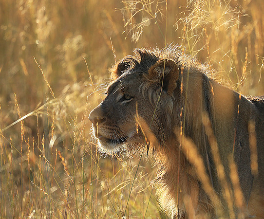 Liuwa Plain NP