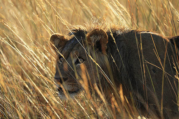 Liuwa Plain NP