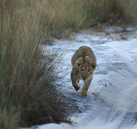 Liuwa Plain NP