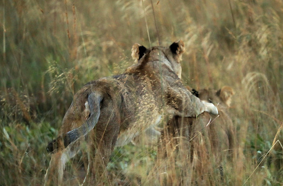 Liuwa Plain NP